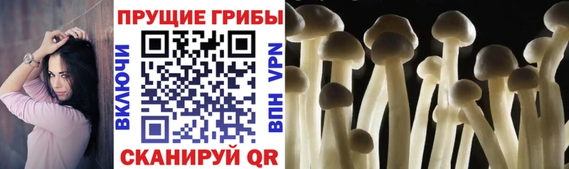 Галлюциногенные грибы Psilocybe  OMG как войти  Бородино 